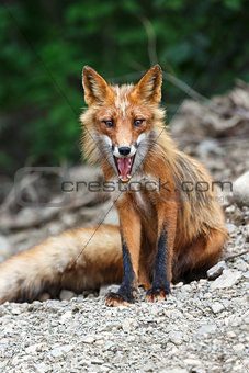 Beautiful red fox sitting on the rocks