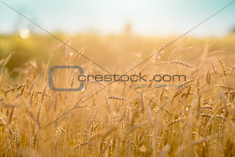 Rye field