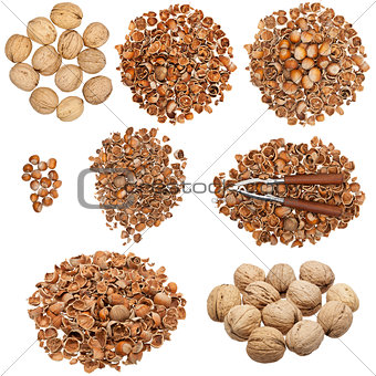 Collection of nuts and empty nutshells