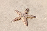 Seastar on the sand of the beach