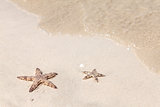 Seastars on the sand of the beach
