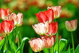Bautiful Pink Tulip flower