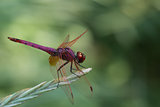 Selys Dragonfly