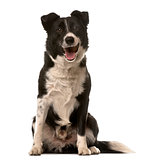 Crossbreed dog sitting in front of a white background