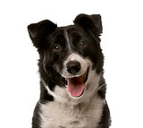 Close-up of a Crossbreed dog in front of a white background