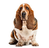 Basset Hound sitting in front of a white background