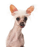 Close-up of a Chinese Crested Dog sitting in front of a white ba