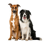 Crossbreed and Border Collie sitting in front of a white backgro