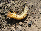 larva of may-bug