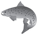 Brook Trout Grayscale Illustration