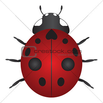 Red Ladybug Color Illustration