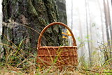 wicker basket with a maple leaf in a pine forest