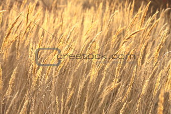 abstract photo of golden sedge