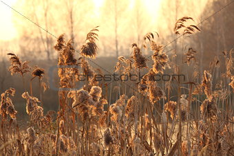 natural background with a reed