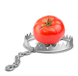 Tomato in bear trap