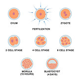 Development of the human embryo.