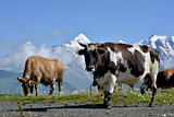 cows  on alpine meadow