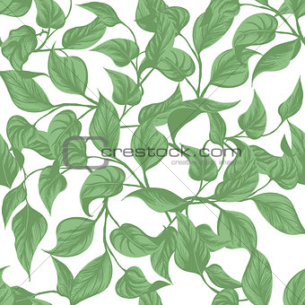 seamless background. leaves Monstera with outline