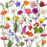 Flowers Watercolor