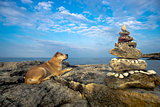 Dog on a stone by the sea shore