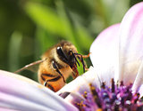 Busy honeybee entering pink flower