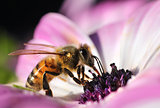 Honeybee in beautiful flower