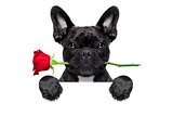 valentines rose dog