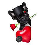valentines rose dog