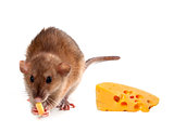 Fancy rat (Rattus norvegicus) eating cheese