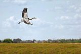 A flying Grey heron (ardea cinerea) with open wings 