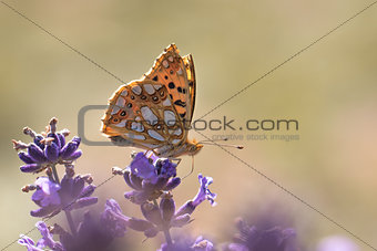 Orange Butterfly on Lavender