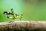 Monkey Grasshopper ( Erianthus serratus )