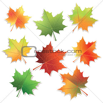 Colorful maple leaves isolated on white background.