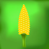 Cob Corn