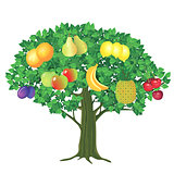 fruit Tree