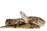 Python regius isolated on white background.