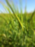 Blurred vector summer background with green rye