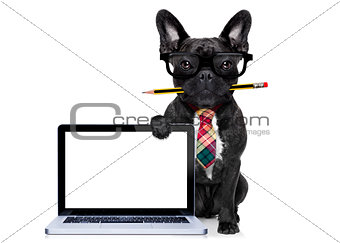 office worker dog