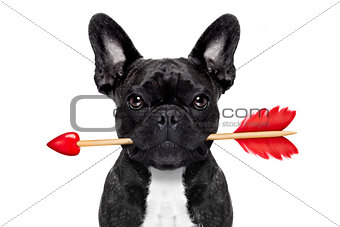 valentines arrow dog