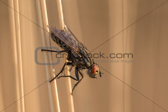 Fly insect resting on blade of grass