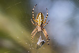 Spider on the Web with his Prey