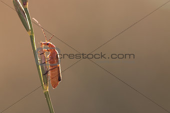 Orange Bug on the Grass Stalk