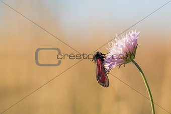 Black and Red Butterfly on a Flower