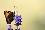 Butterfly on Lavender drinking pollen from flower