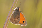 Small heath Butterfly on the Grass Stalk