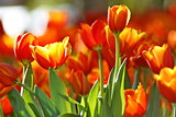 Orange Tulip flower