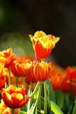 Orange Tulip flower