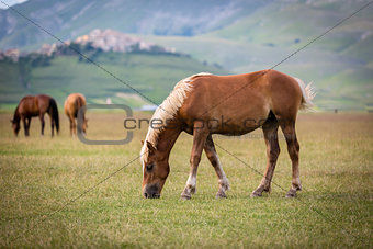 Horse at Piano Grande, Castelluccio di Norcia, Italy