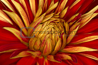 chrysanthemum flower close up, abstract background