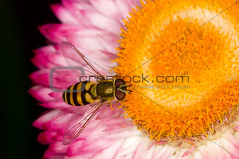 yellow wasp on flowers